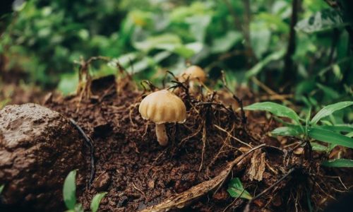 back to the roots mushroom kit instructions