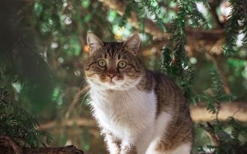 yaheetech cat tree assembly instructions pdf