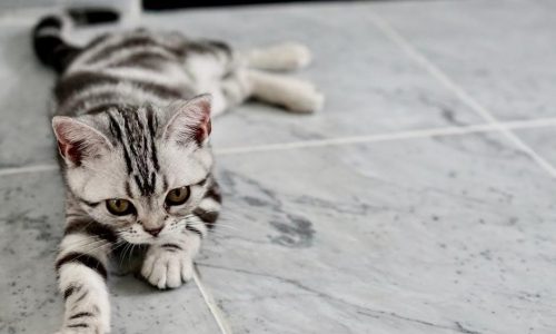 free cat crochet pattern pdf
